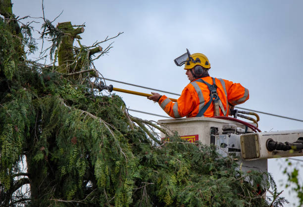 How Our Tree Care Process Works  in  Auburn Lake Trails, CA
