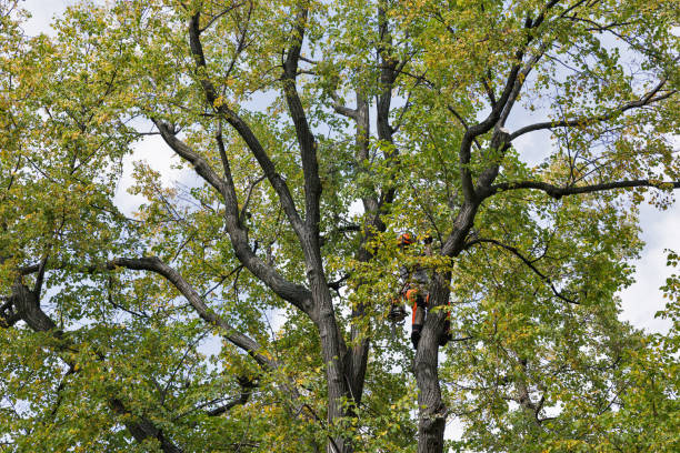 Leaf Removal in Auburn Lake Trails, CA